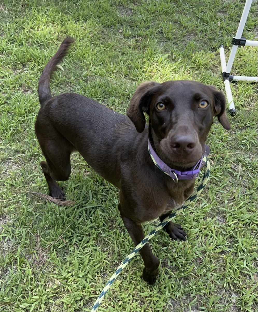 Empty the animal shelter with reduced adoption fees Augusta Good News