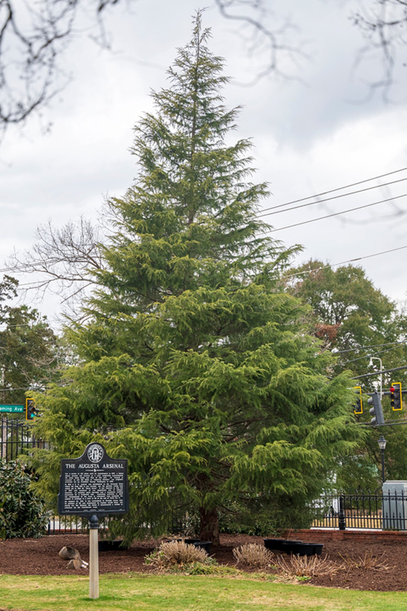 Dedication ceremony for new AU signature trees set for March 10 ...