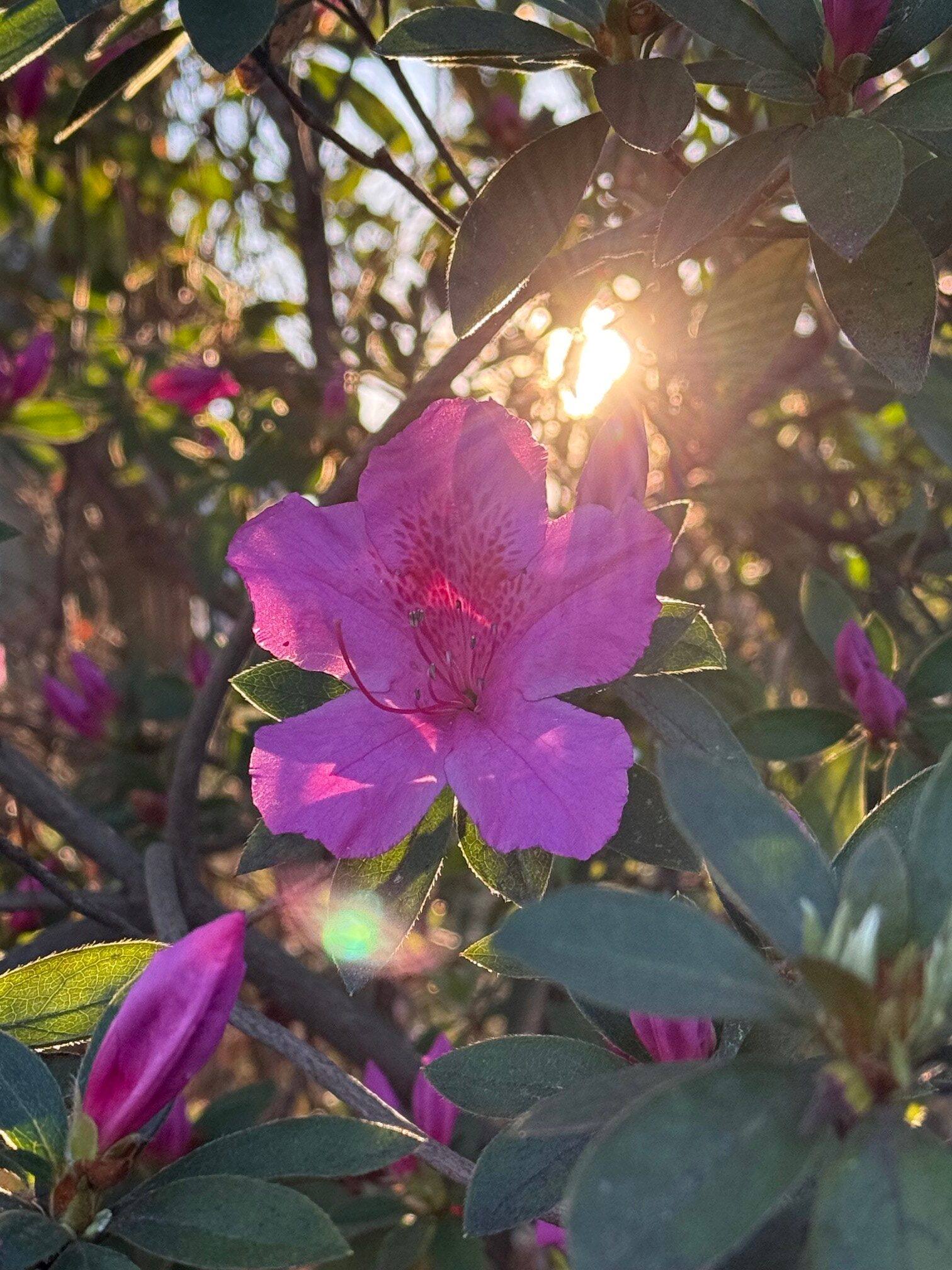 In pictures: Augusta in bloom - Augusta Good News