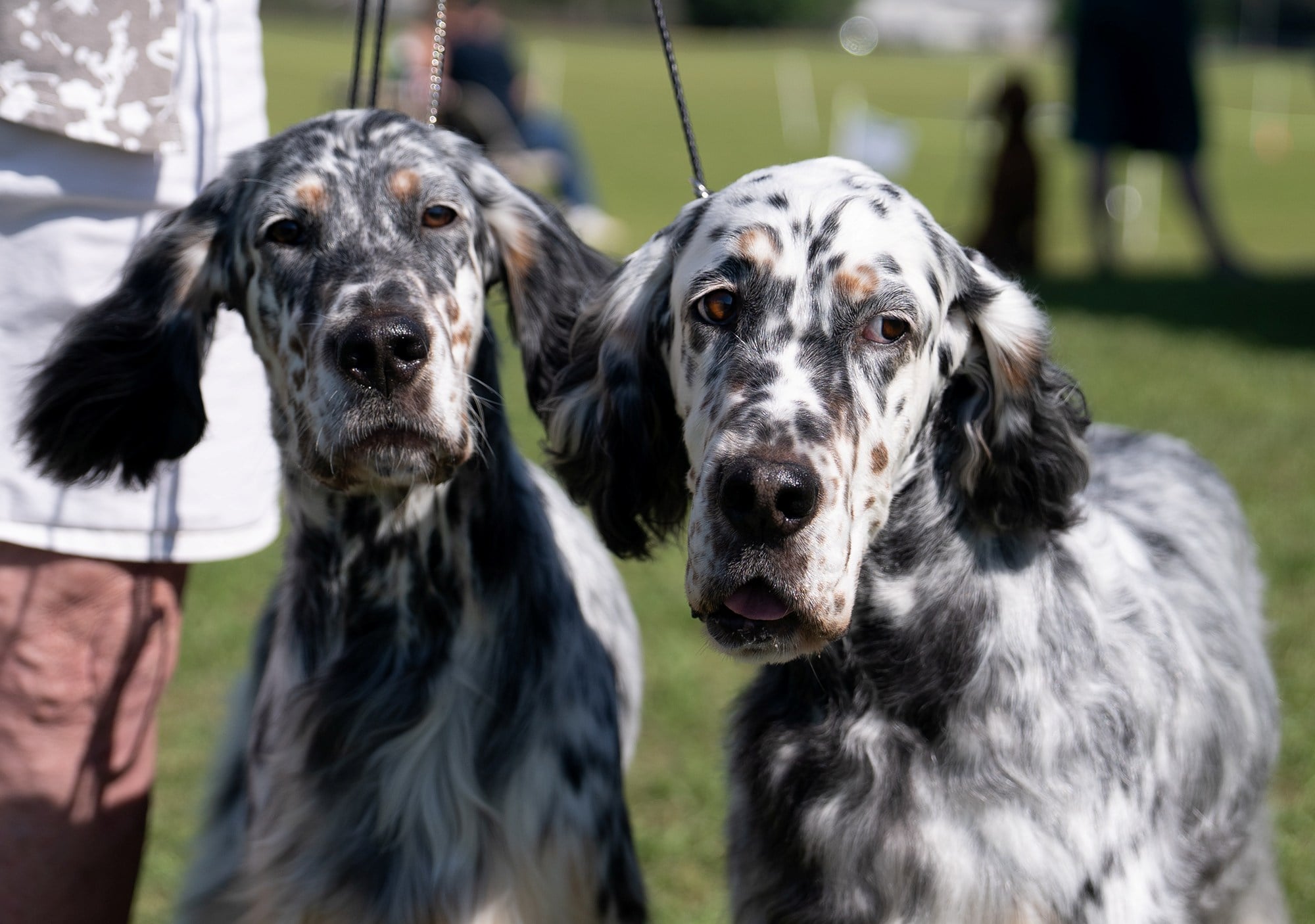 In pictures: Aiken County Dog Club Second AKC Sanctioned A Match on May ...